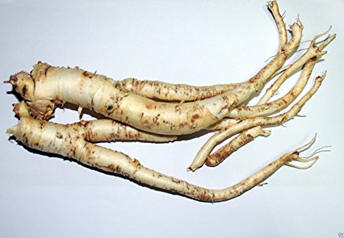 Balloon Flower- Fuji Blue (Platycodon ) Chinese or Japanese Bell Flower-50 Seeds