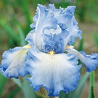 50pcs / Bag Iris semi di Orchidee, Bonsai perenne pianta semi Farfalla Fiore di iris per la casa giardino piantando 3: Only Seeds