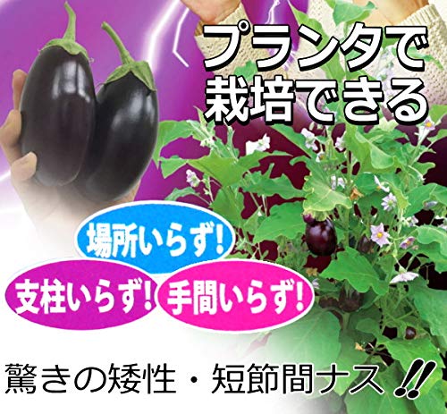 Amazon.co.jp: ナント種苗 ナス 種子 ナスがママ 小なす 10粒 : DIY