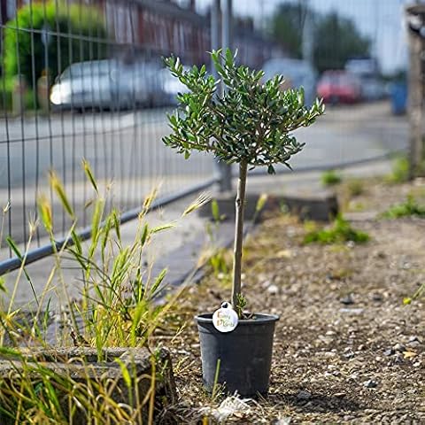 Olea Europaea Olive Peace Tree in Pot Cover