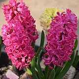 Luojuny Semillas de jacinto, 300 piezas/bolsa Semillas de jacinto No OGM Paisajismo ambiental Plántulas de flores en macetas perennes para jardín Rosa roja