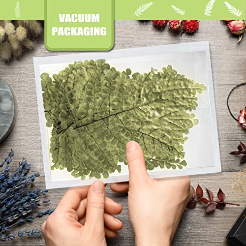 Hojas secas naturales de helecho para resina, 42 piezas miniatura 3
