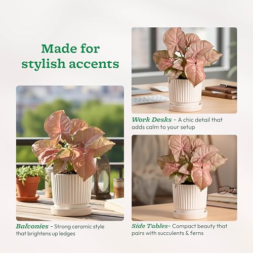 Image of UGAOO Roma Ceramic Flower Pot for Indoor Plants, 4 Inch - Magenta