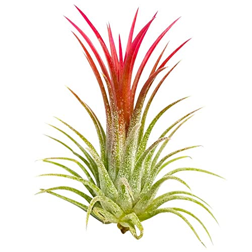 Tillandsia Ionantha ‘ Rubra ’Plante. Air Plante Cover