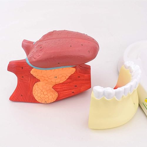 Miniatura 4 de Modelos ampliados de estructura de revestimiento de lengua 2.5X Lengua atada dientes modelo ampliado para enseñar, entrenamiento de medicina,