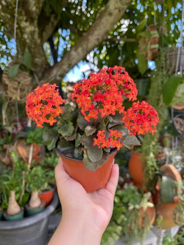 Image of Live Kalanchoe Plant with Pot | Flowering Succulent Plant for Home Garden | Low Maintenance Indoor & Outdoor Decorative Plant | Blooming Potted Plant for Balcony, Terrace & Office Decor