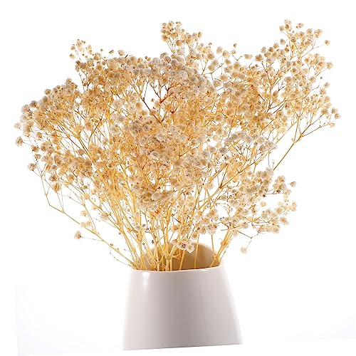 Ramo de flores secas Gypsophila preservadas blancas miniatura 3