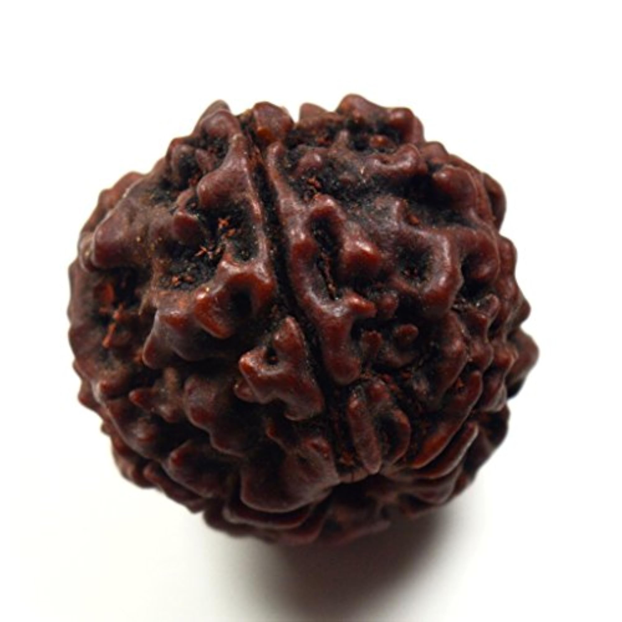 Natural 5 Mukhi Nepali Rudraksha Bead, Lab Certified