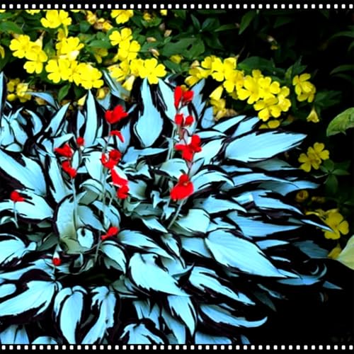 Rizoma di Hosta/Hosta resistente al freddo/diverse varietà/tollerante all'ombra per balconi e giardini-4 PCS-A