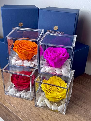 Premium-Rosenwürfel rosa stabilisiert gelb 10 cm