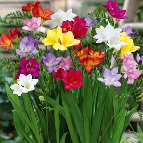 BDSresolve Freesia Double Mixed Flower Bulbs, Multicolor Fragrant Blooms, Set of 10 Bulbs for Indoor Outdoor Gardening, Spring Summer Flowering