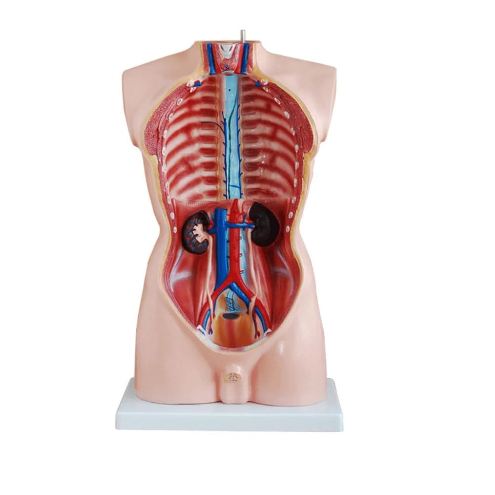 Model męskiego pół tułowia 85 cm 19 części Nauka medyczna Anatomia Edukacyjny symulator Pomoc dydaktyczna dla medycyny College Bio