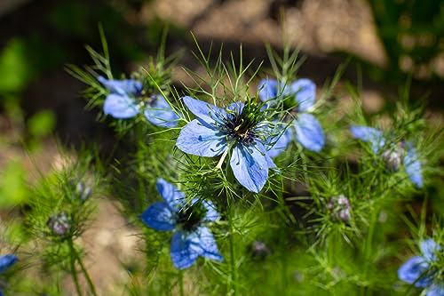 1000 Samen Jungfer im Grünen Nigella damascena Sommer Blume