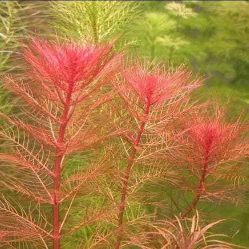 3 X Red Foxtail (Myriophyllum)+ 1 Bonus Plant (Tropical Live Aquarium Plants) 2-Day Arrival