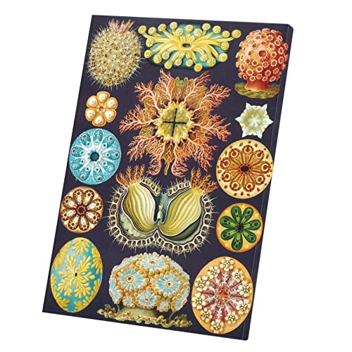 Tableau décoratif planche corail en toile imprimée 60x85 cm