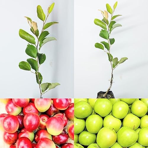 Image of Golden Bloom Combo Of Grafted Red & Green Apple Ber Plant Height - 1 FT (Next Year Get Fruits)