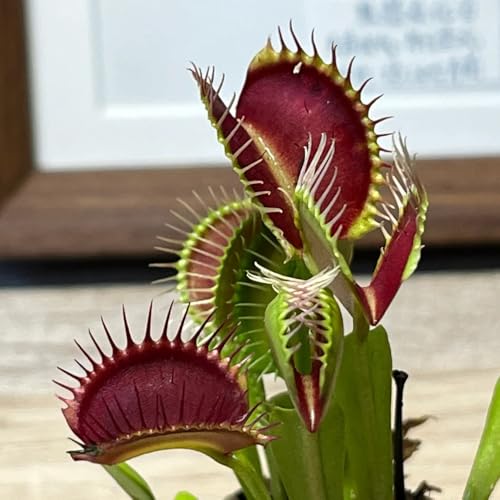 semi di Venere acchiappamosche - soggiorno decorativo balcone resistenti giardino 100pcs