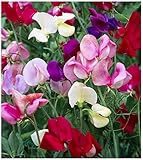Earthcare Seeds Fragrant Sweet Peas 100 Seeds Royal Family (Lathyrus odoratus)