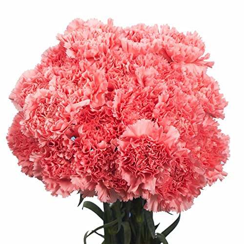 100 Pink Carnations- Beautiful Fresh Flowers