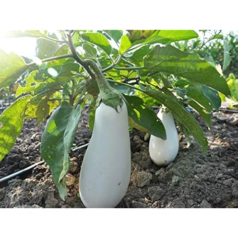 White Aubergine Seeds for Greenhouse Growing Cover