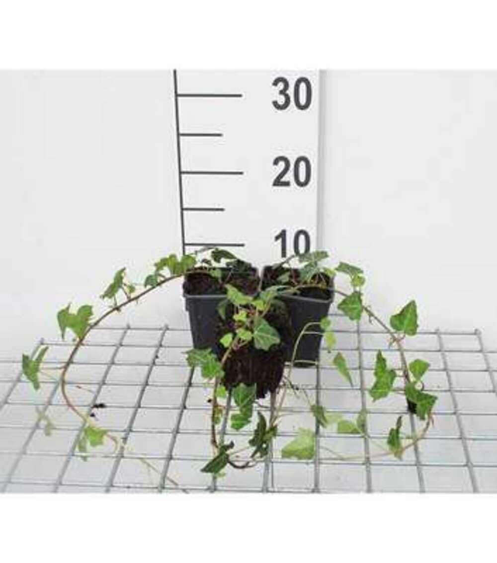 12 x Hedera helix - Bluszcz - doniczka 9x9 cm
