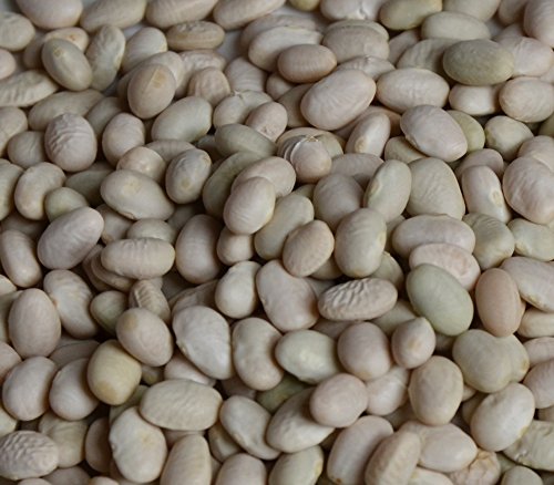 San Felipe Pueblo White Tepary Bean Seeds Heirloom Phaseolus Acutifolius Native American Variety 20 Seeds