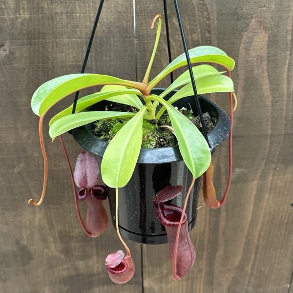 Amazon｜観葉植物 食虫植物：ウツボカズラ ネペンテス ブリッジアナ*5