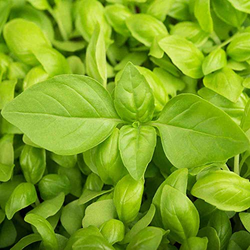 Outsidepride Lemon Basil Seeds for Planting - 1 lb. Easy
