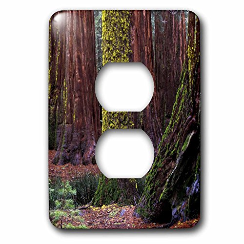Prise double Yosemite Sequoia Trees décorative et résistante - 2