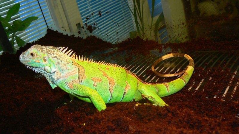 ESTEXO Terrarium Heizmatte Terrarienheizung Ultratherm Viv Strip 23 Heizfolie Heizung