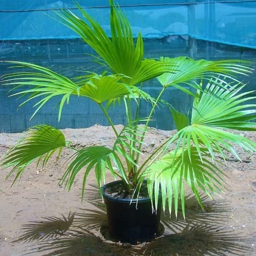 CHUXAY GARDEN 10 Seeds Livistona Chinensis Seed,Chinese Fan Palm Tree,Chinese Fountain Palm, Fountain Palm,Serdang Privacy Screen Plant Easy to Grow & Maintain CHUXAY GARDEN 10 Seeds Livistona Chinensis Seed,Chinese Fan Palm Tree,Chinese Fountain Palm, Fountain Palm,Serdang Privacy Screen Plant Easy to Grow & Maintain