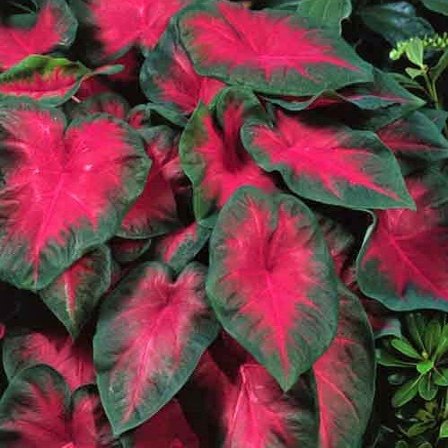 Easy to Grow Caladium Cardinal 3 Bulbs