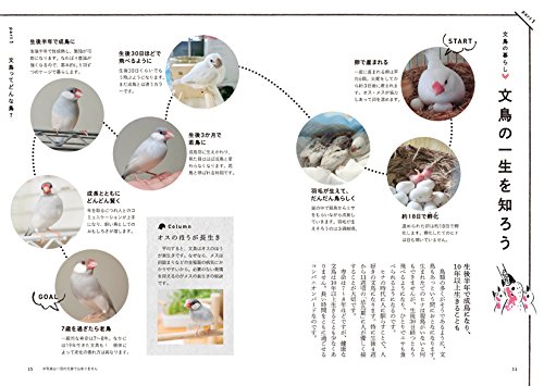 文鳥とトウモロコシとソファのお話 文鳥はトウモロコシが大好物です 山 ときどき文鳥