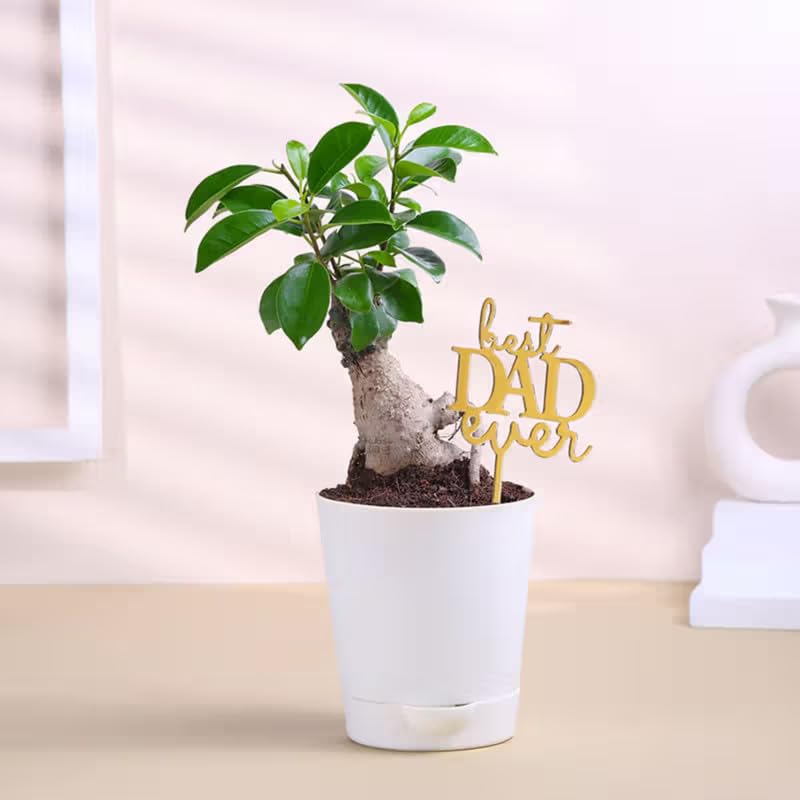 FlowerAura Air Purify Ficus Bonsai Live Indoor Plant in Plastic Pot With Topper For Birthday Gift & Father's Day Gift for Dad, Grandfather, Father-in-Law, Baba, Appa (Same Day Delivery)-image-31