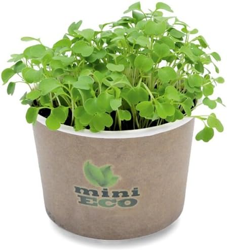 MiniEco Microgreens Growing Kit For Arugula Rocket Seeds. 2000 seeds included, 0,15oz. Your healthy life can start now!