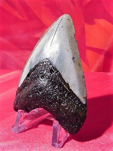 Bundle of 10 Custom Megalodon Shark Tooth Display Stands - 1-1/2