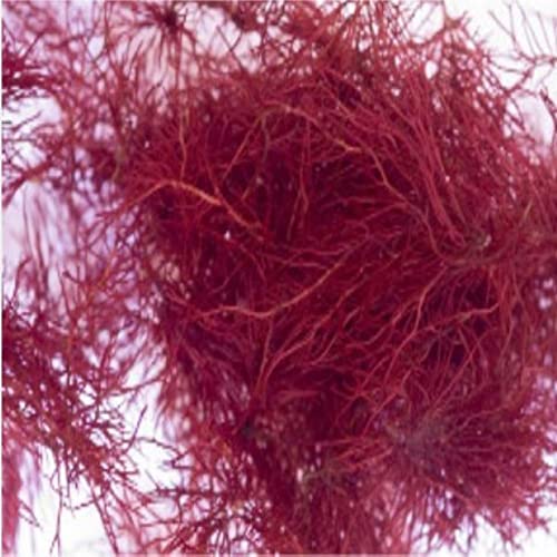 Generic Red Bush Gracilaria