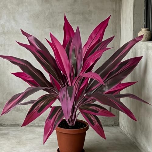 Plante Dracaena pour cour intérieure : finis les arrosages difficiles