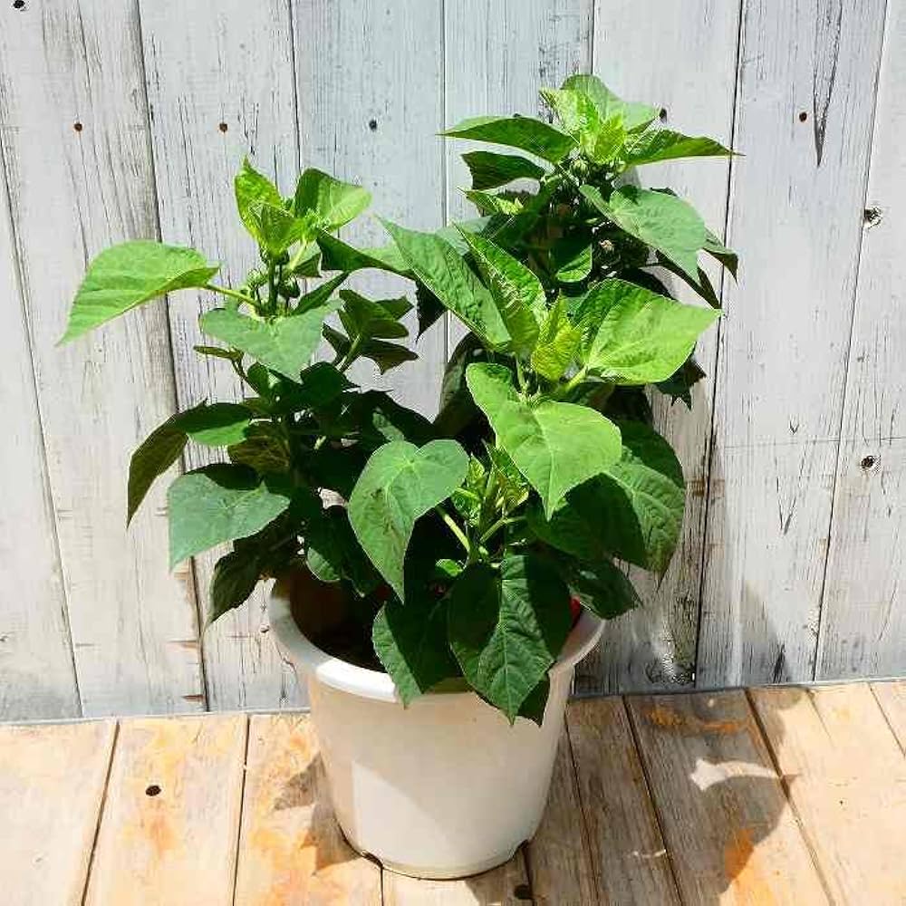 お徳な超わけありC アメリカフヨウ (草芙蓉) 大株苗 お徳な超わけありB アメリカフヨウ (草芙蓉) 大株苗 - メルカリ