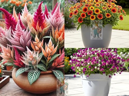 Image of Low Maintenance Hybrid Flower Seeds Combo Pack- All Year Flower Seeds Supply (12 VARIETIES RAINY SEASON COMBO)