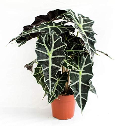 Alocasia Polly 35 cm - Pfeilblatt Elefantenohr Tropenwurz | Pfleg...