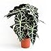 Alocasia Polly 35 cm - Pfeilblatt Elefantenohr Tropenwurz | Pflegeleichte Zimmerpflanze für tropisches Flair | Dekorativ, Langlebig und Luftreinigend