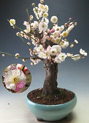 Amazon 盆栽 梅 花芽付き 思いのまま 八重咲き 紅白咲き分け 太幹 21開花中 ヴェールモア 観葉植物