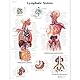 3B Scientific Lehrtafel Lymphsystem, laminated, 1