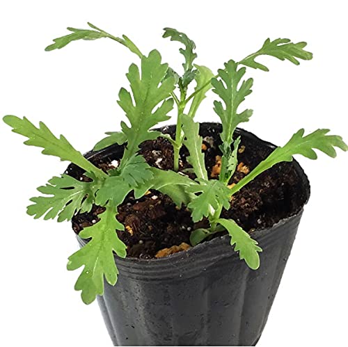 シュンギク 中葉春菊 9cmポット苗のサムネイル