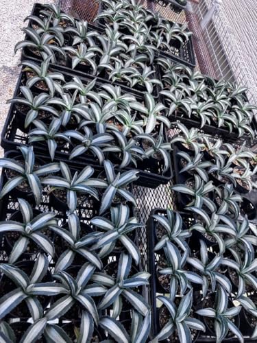 �A�K�x �A�����J�[�i �،� 3.5���|�b�g ���f�B�I�s�N�^ �A���o 1��