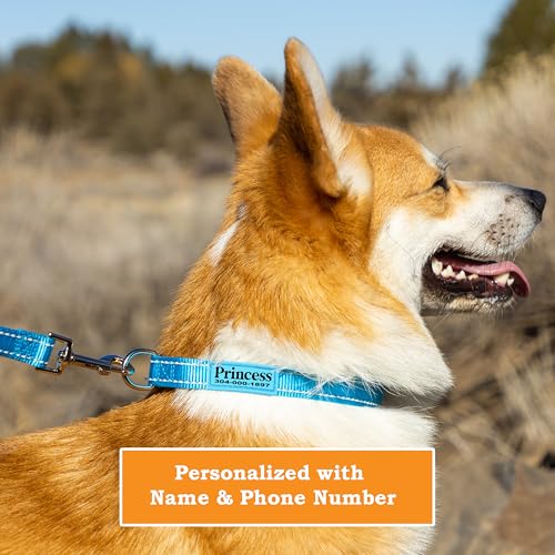 Pawblefy Personalized Dog Collars  Reflective Nylon Collar Customized with Name and Phone Number Adjustable Sizes for Small Dogs Medium Large 4 Colors Male Female Boy Girl Puppies  Cucciolini Doodles Pawblefy personalized dog collars  reflective nylon collar customized with name and phone number adjustable sizes for small dogs medium large 4 colors male female boy girl puppies   cucciolini doodles