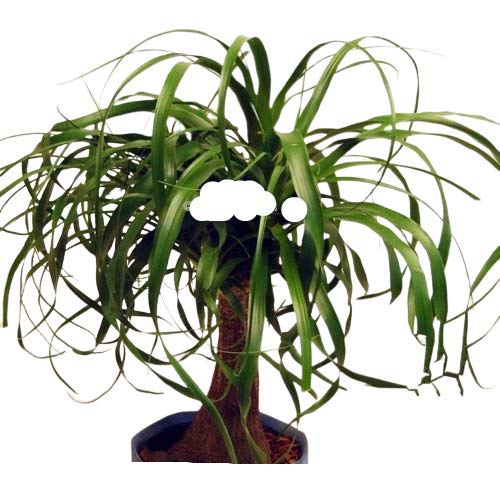 corkscrew hazel bonsai Contorted Hazel Corylus Branch Curly Twigs For Tabletop Vase Corkscrew –  Botanica main image 1