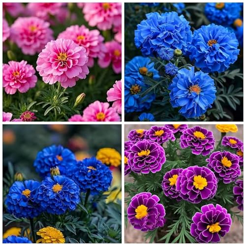 1200+ Mix Color Marigold Seeds for Planting - African Marigold Seeds French Marigold Non-GMO Heirloom Garden Flower to Plant Open Pollinated Annual Flowers