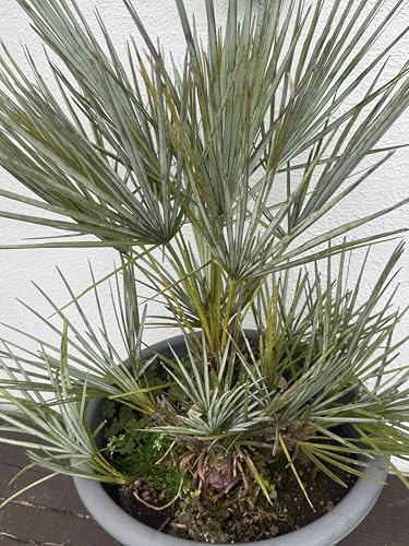 Generisch Winterharte Blaue Zwerg-Palme Chamaerops Humilis Var Cerifera, Outdoor Gartenpflanze, 10 Samen, Frostfest bis -15 Grad, 6 Wochen Keimzeit